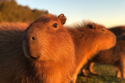 Two large capybaras with the sun hitting their fur