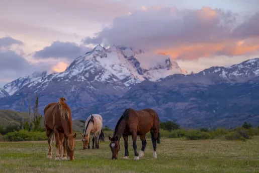 Three horses eating grass from an open field with mountains in the distance