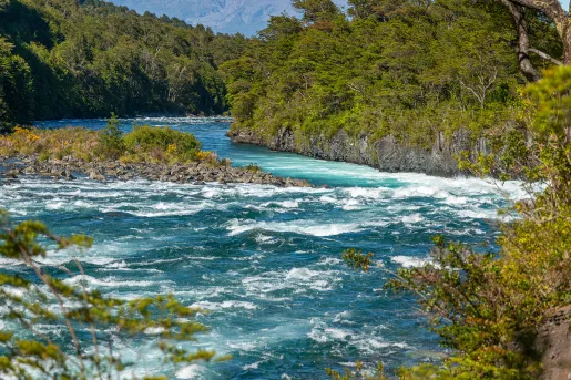 River with a curvy path, surrounded by trees and tall plants