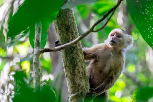 Small monkey climbing on tree branches
