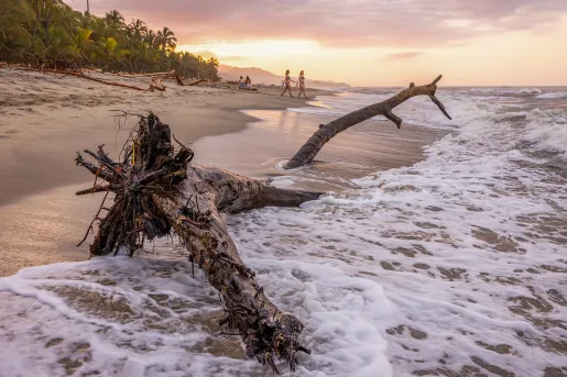 Large, broken tree on a shore of a beach