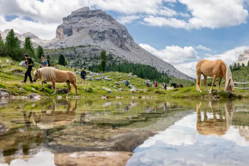 Horses walking by a pond, with a group of people walking behind