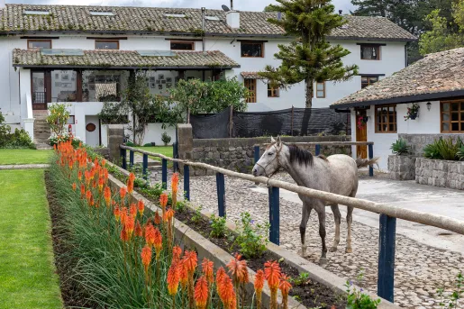 Outdoor patio with a horse and a white building in the background