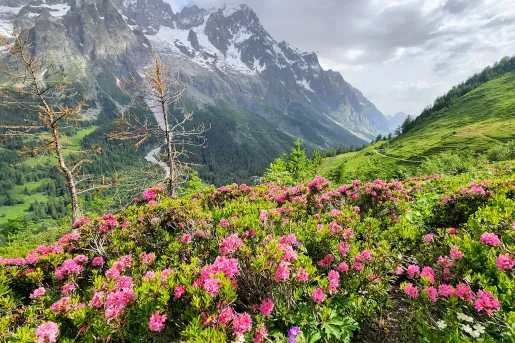 Field of pink flowers and grass with mountains in the back