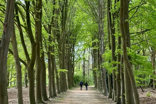 Two people walking on a dirt path, surrounded by tall trees in a forest