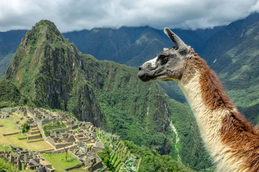 Brown and white llama with a view of Machu Picchu in the distance