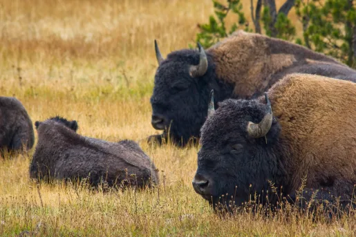 Herd of bison laying on a field of dried grass