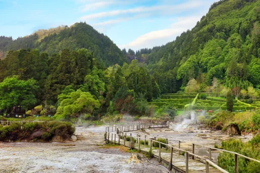 Long wooden bridge leading to a forest full of tall trees