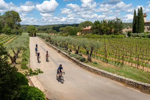 Cyclists ride along a sun-drenched country road lined with olive trees and vineyards, set against a backdrop of rolling hills, cypress trees, and traditional French stone buildings.