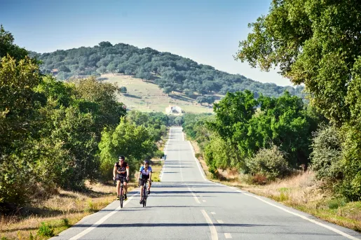 Two cyclists biking down a tree lined road.