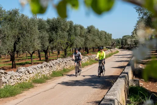 Two guests cycle down a paved country lane bordered by stone walls and rows of green olive trees under a bright blue sky.