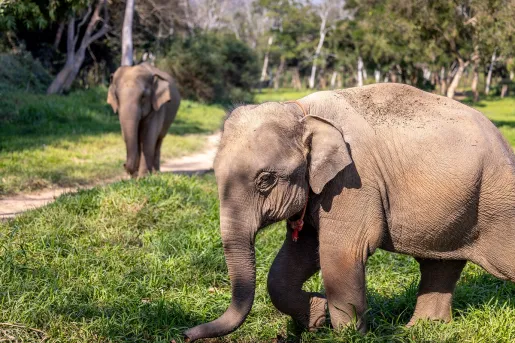 Two elephants walking in an open field