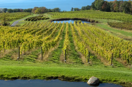 Sweeping views of vineyards ripe with Cabernet Franc and Riesling grape in New York state's countryside.