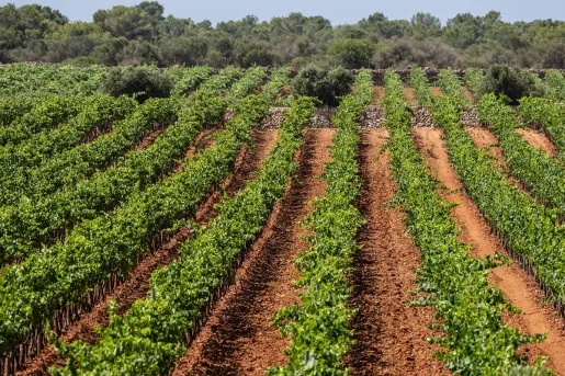 Vineyard and crop field with rows of trees