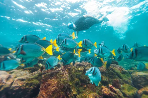 School of blue fish in the ocean