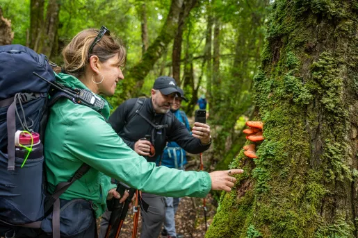 Group of people taking photos of mushrooms on a tree in a forest