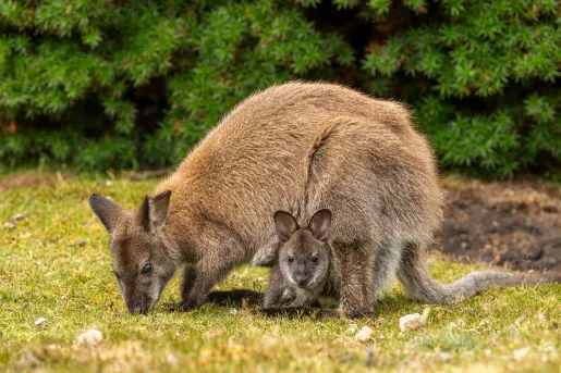 Two kangaroos crouched down next to each other