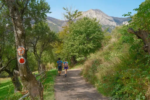 Dirt trail with large bushes and trees surrounding