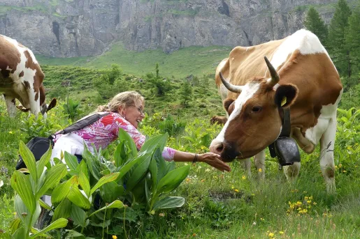 Woman holding out her hand towards a brown cow