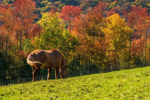 Horse walking on a grass field with orange and red trees in the background