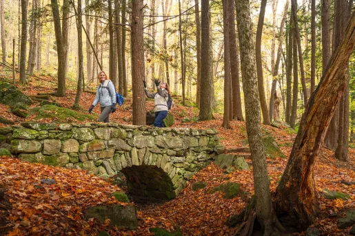 Two people walking in a forest covered in orange leaves