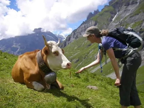 Cow with bell while hiking in the Swiss Alps