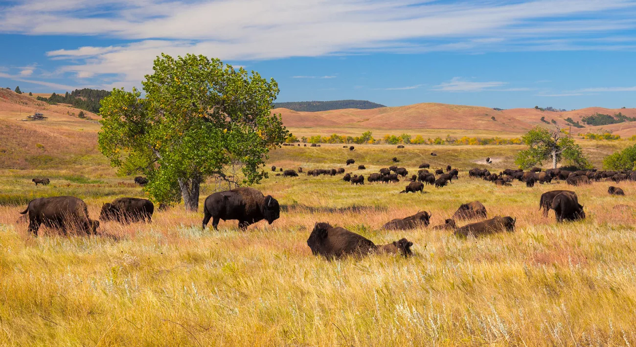 Bison (American Buffalo)  Black Hills & Badlands - South Dakota