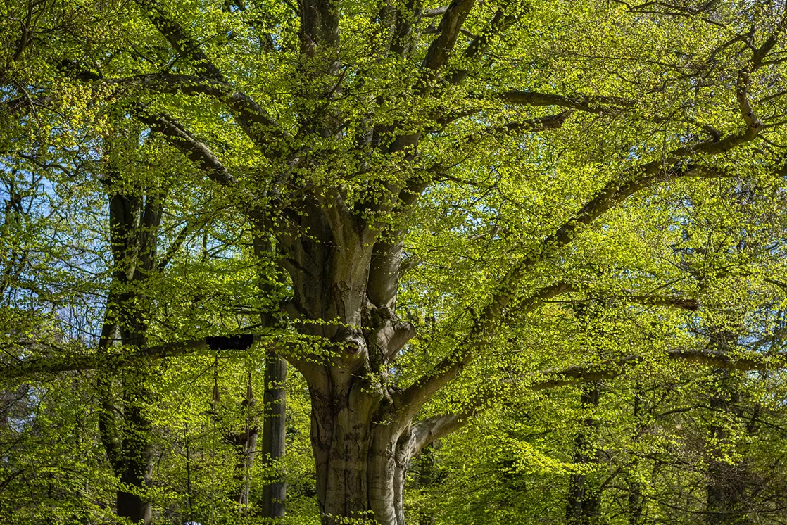 Ww1 bike in tree best sale