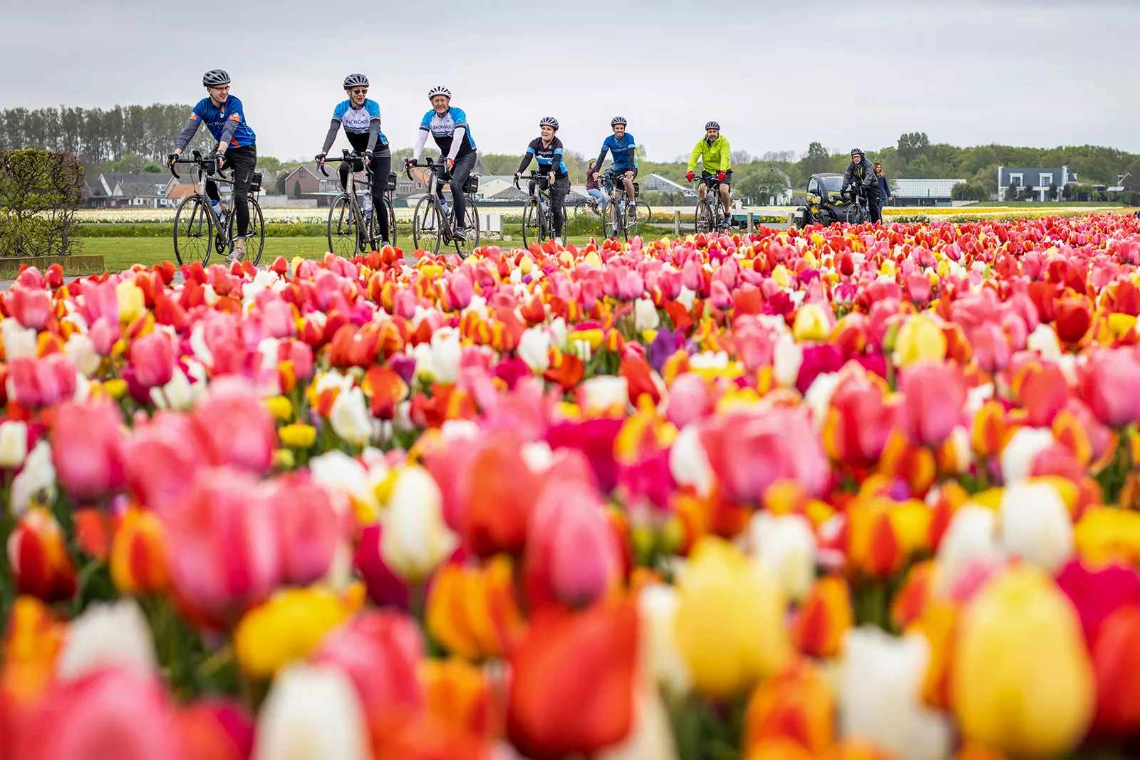 Tulip bicycle center discount & pro shop