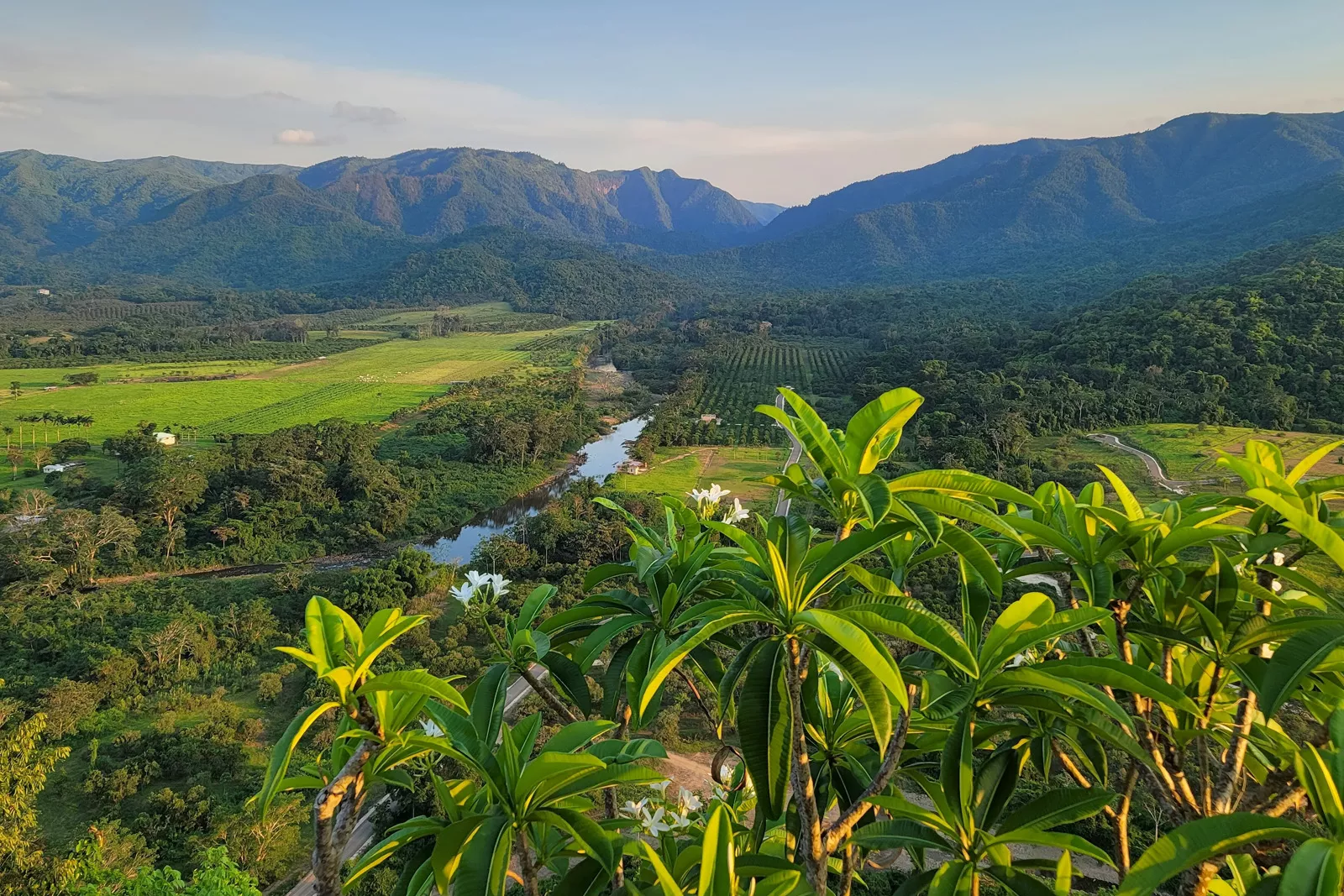 Sky view of crop fields with large plants
