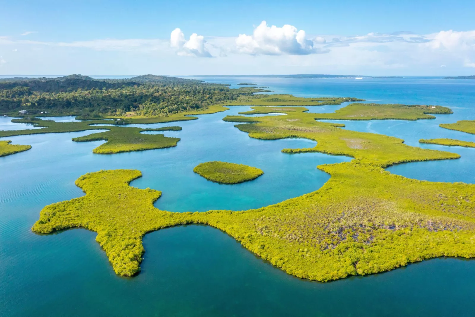 Marsh with plots of grassy fields and a forest in the distance