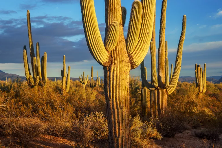 Cacti in desert