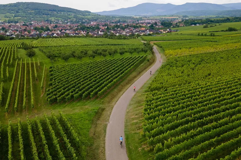 Backroads Guests Biking Through Vineyard in Alsace