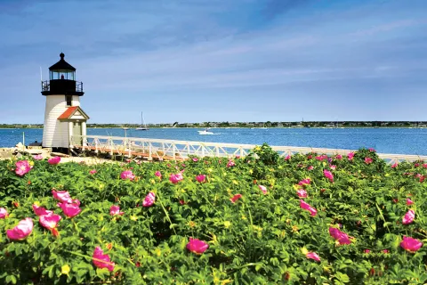 Wide shot of small lighthouse, pink flower bushes in foreground.