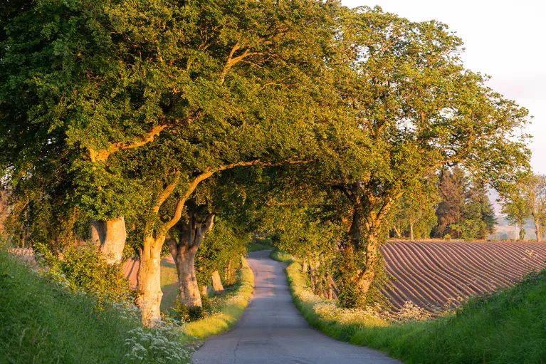 Winding Road Under Trees Scotland