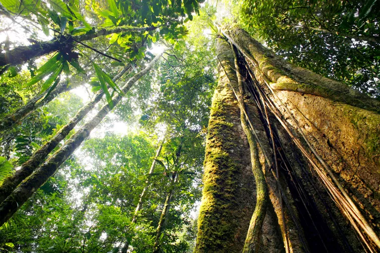 Worm's eye view of forest canopy