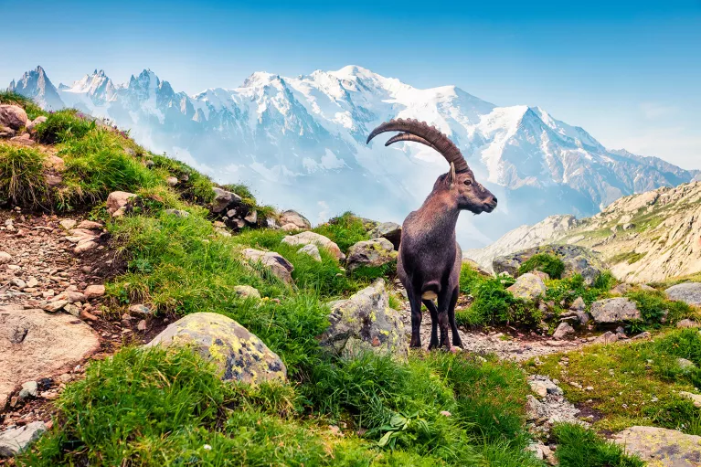 Alpine Ibex on top of mountain.