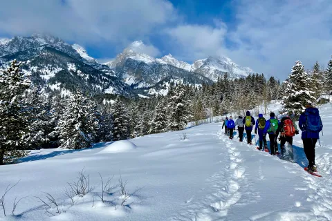 Snow covered trees and landscape