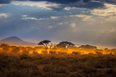 Herd of elephants at sunset