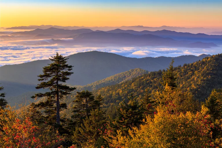 Wide shot of autumnal forest during colorful sunset.
