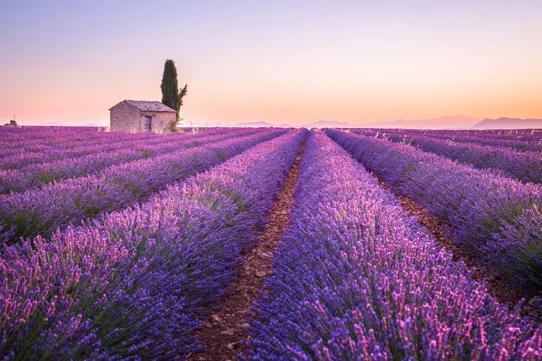 Lavender Field with Mountains in Background