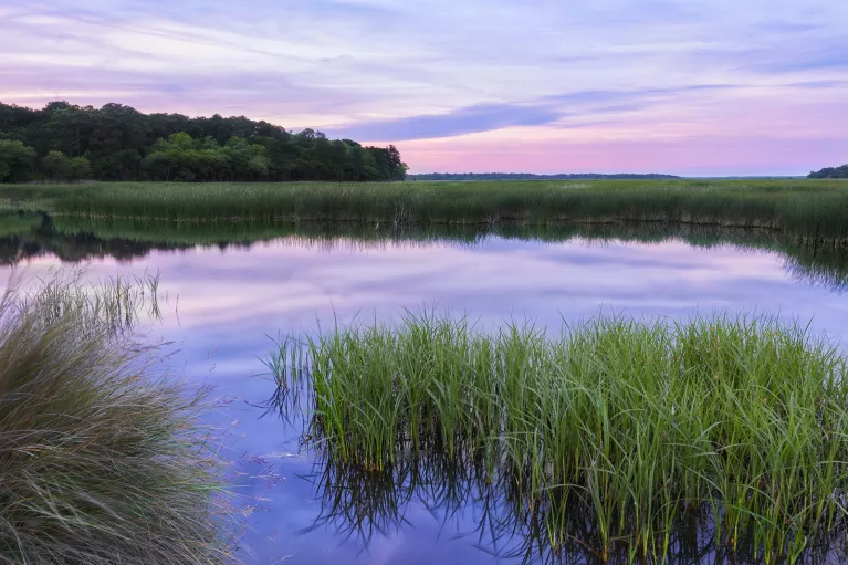 Wide shot of swampy marshland. 
