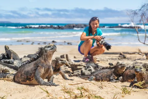 Marine Iguanas Photographed Galapagos