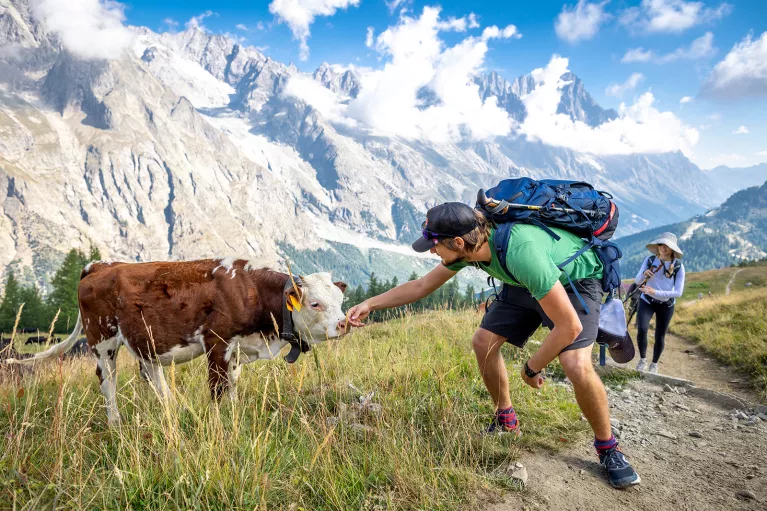 Two guests with cow, one reaching out to it, mountain in background.