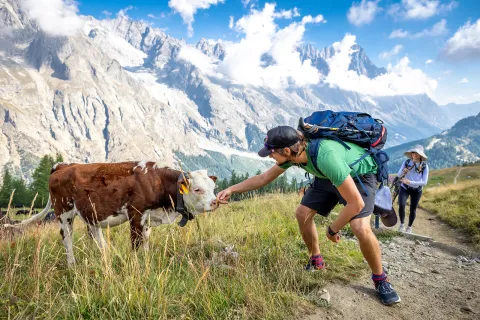 Two guests with cow, one reaching out to it, mountain in background.