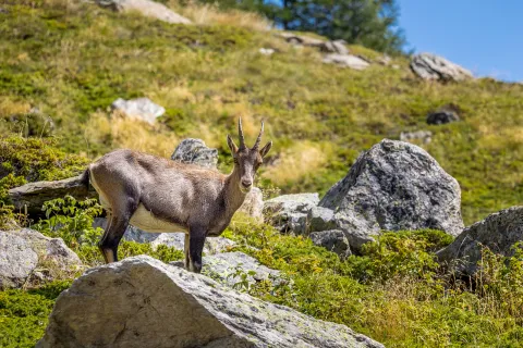 Close-up shot of an Alpine Ibex.