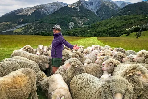 Woman surrounded by sheep in New Zealand