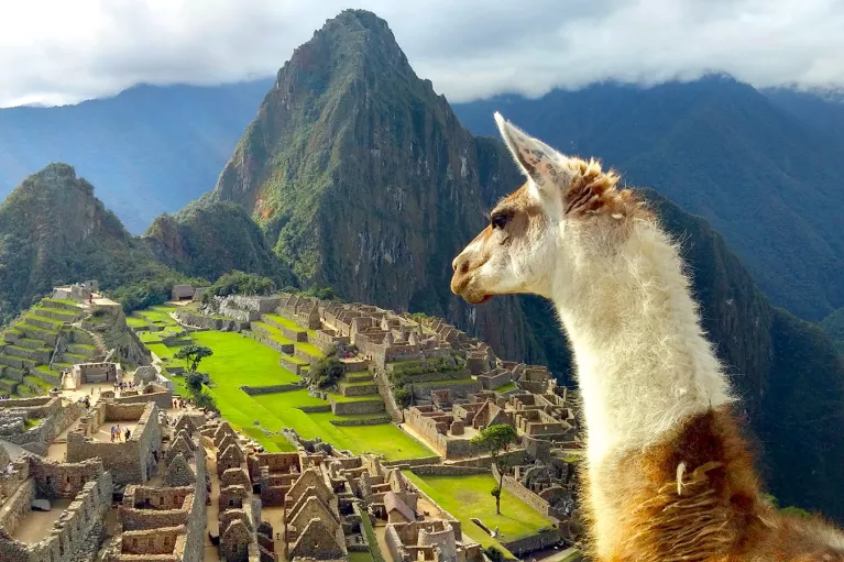 Over the shoulder shot of llama overlooking Machu Picchu.