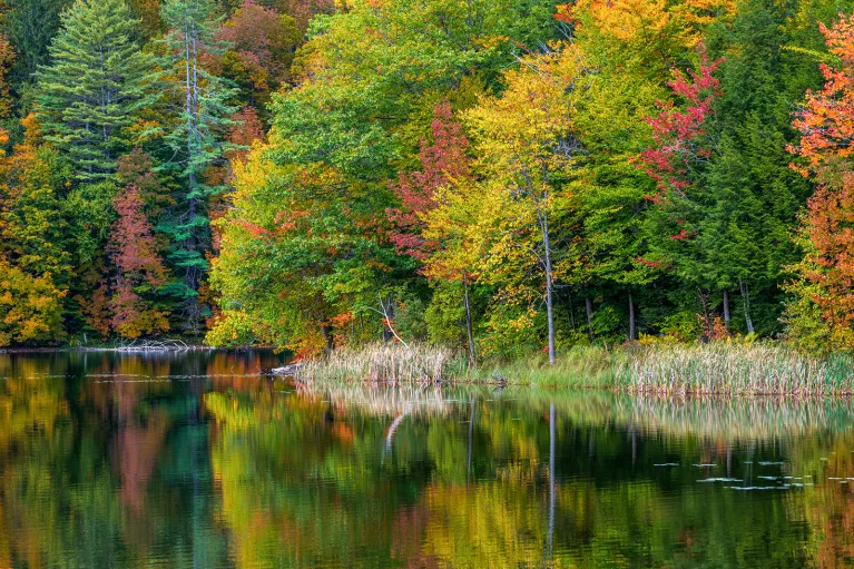 Shot of reflective lake, fall colored trees.
