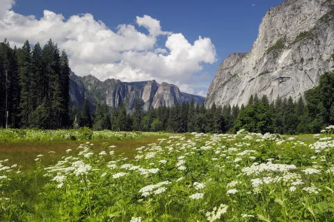 Wide shot of flowery meadow, mountains in background.